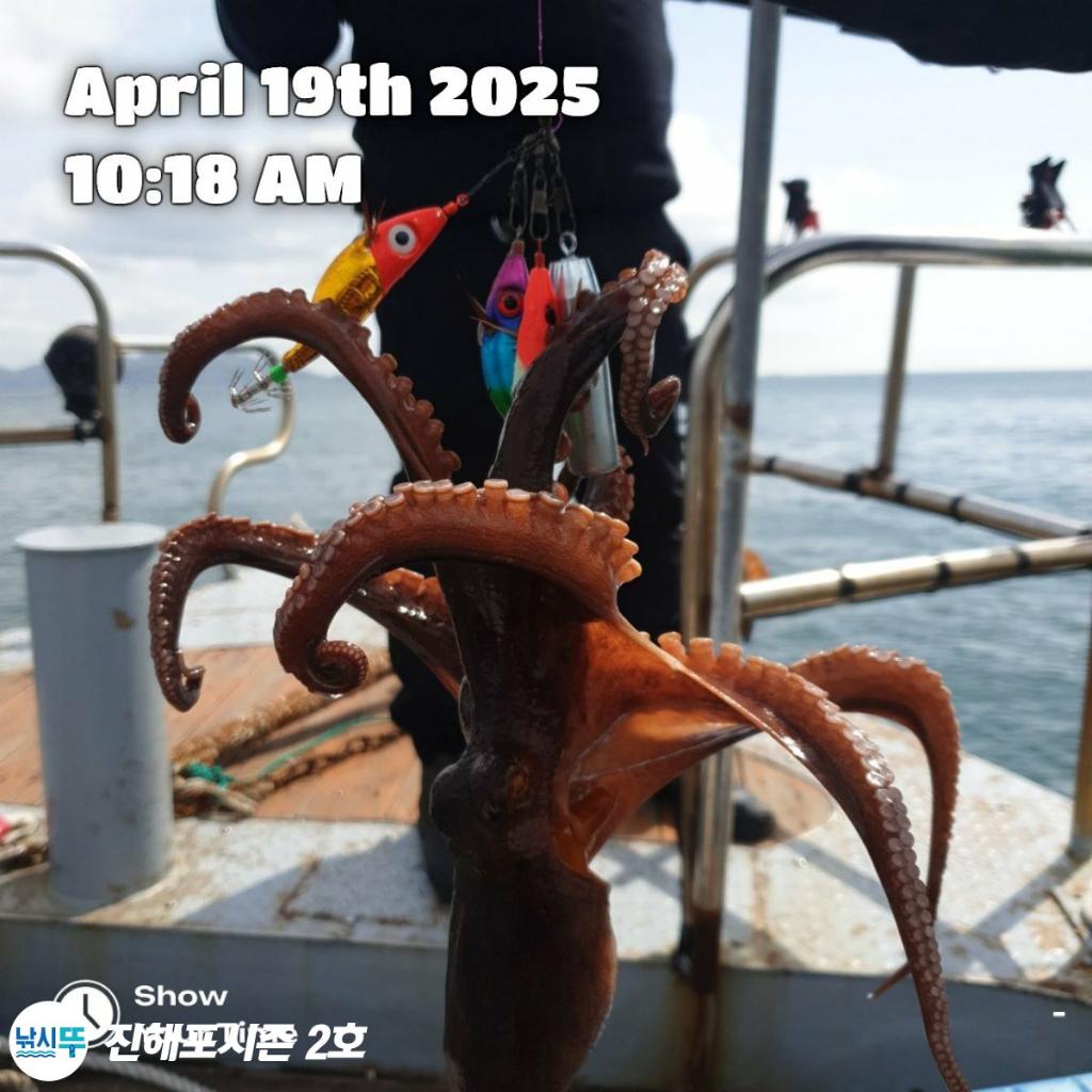 낚시뚜,돌문어,진해행암항,진해포시즌 2호,낚시뚜2