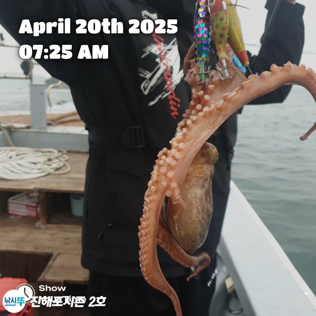 낚시뚜,돌문어,진해행암항,진해포시즌 2호,낚시뚜0