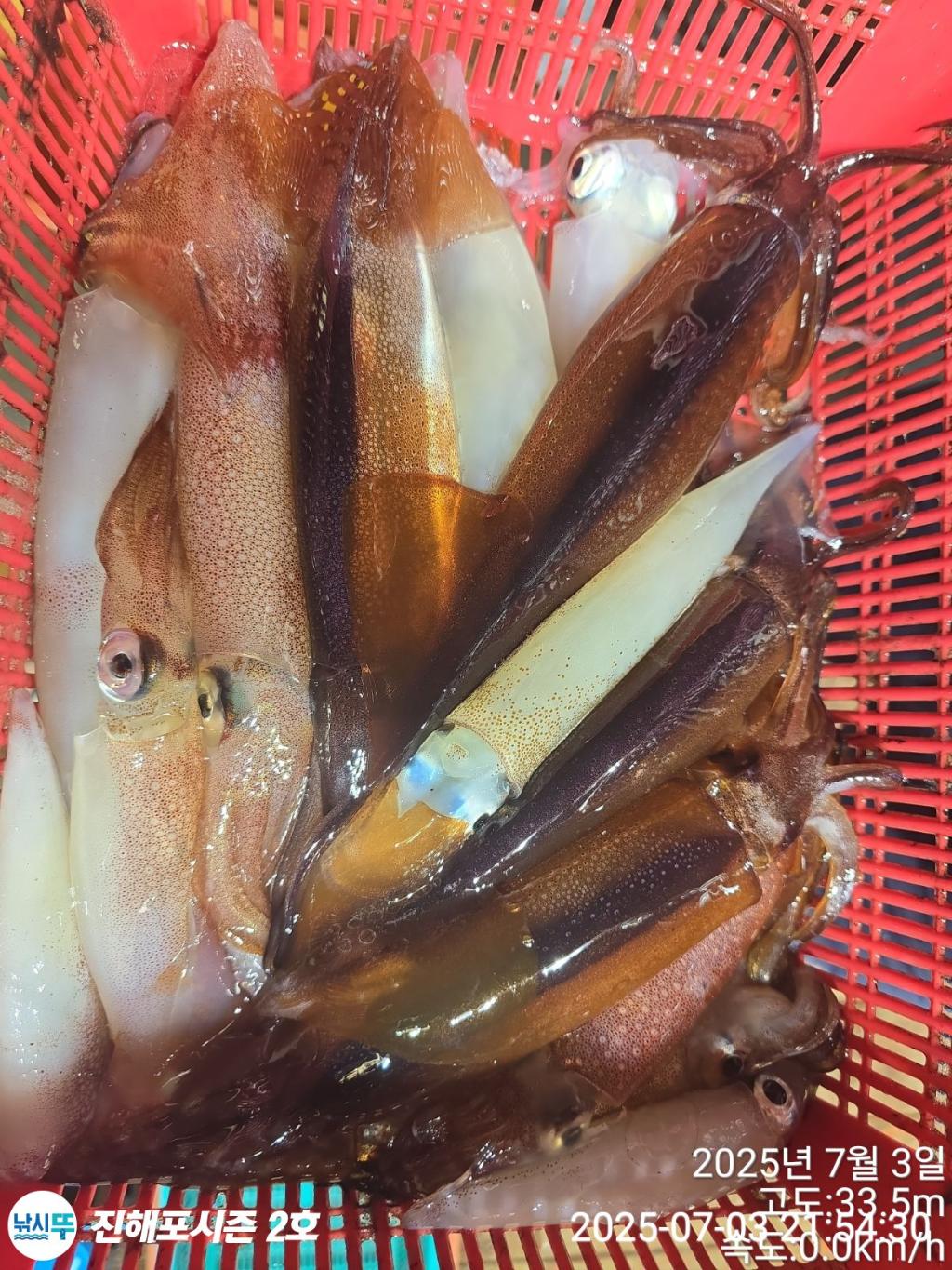 낚시뚜,오징어,한치,진해행암항,진해포시즌 2호,낚시뚜3
