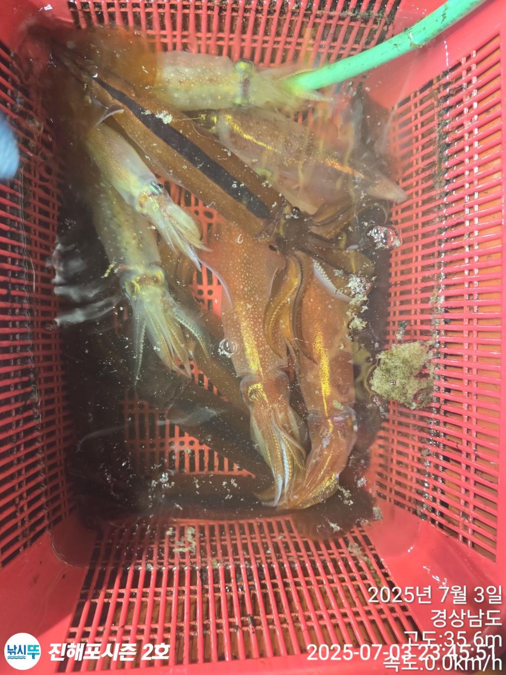 낚시뚜,오징어,한치,진해행암항,진해포시즌 2호,낚시뚜1
