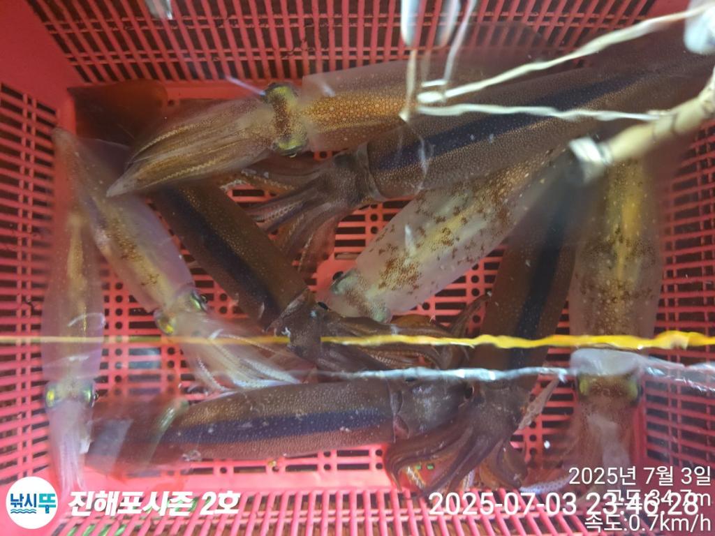 낚시뚜,오징어,한치,진해행암항,진해포시즌 2호,낚시뚜0