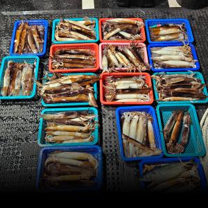조황, 2조황>>말해머해~ 살오징어 마릿수 조황!!(목욜 예약중)