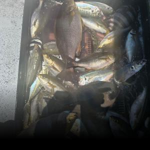 조황, #홍도선상조항