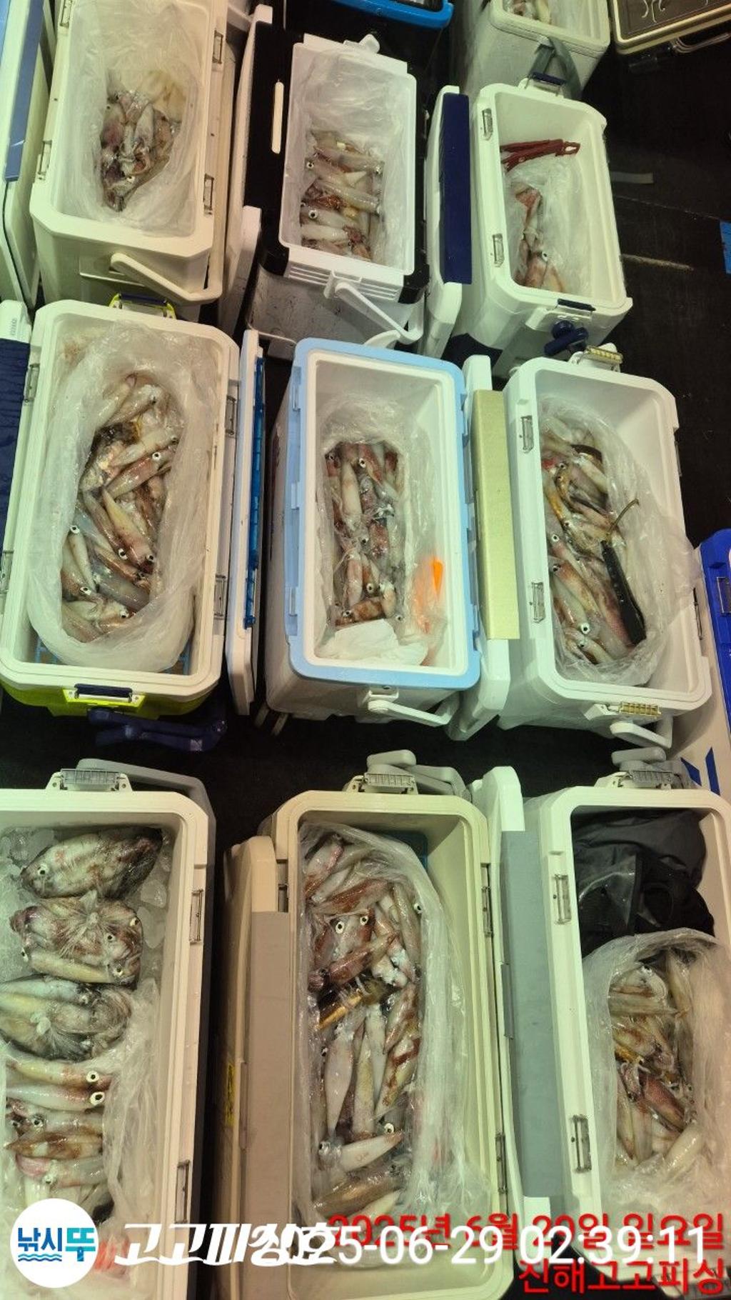낚시뚜,한치,속천항(진해),고고피싱호,낚시뚜21
