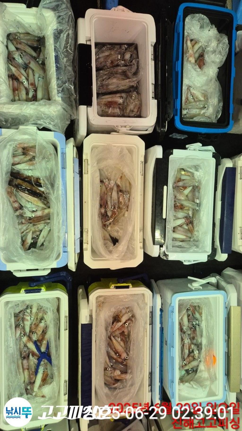 낚시뚜,한치,속천항(진해),고고피싱호,낚시뚜20