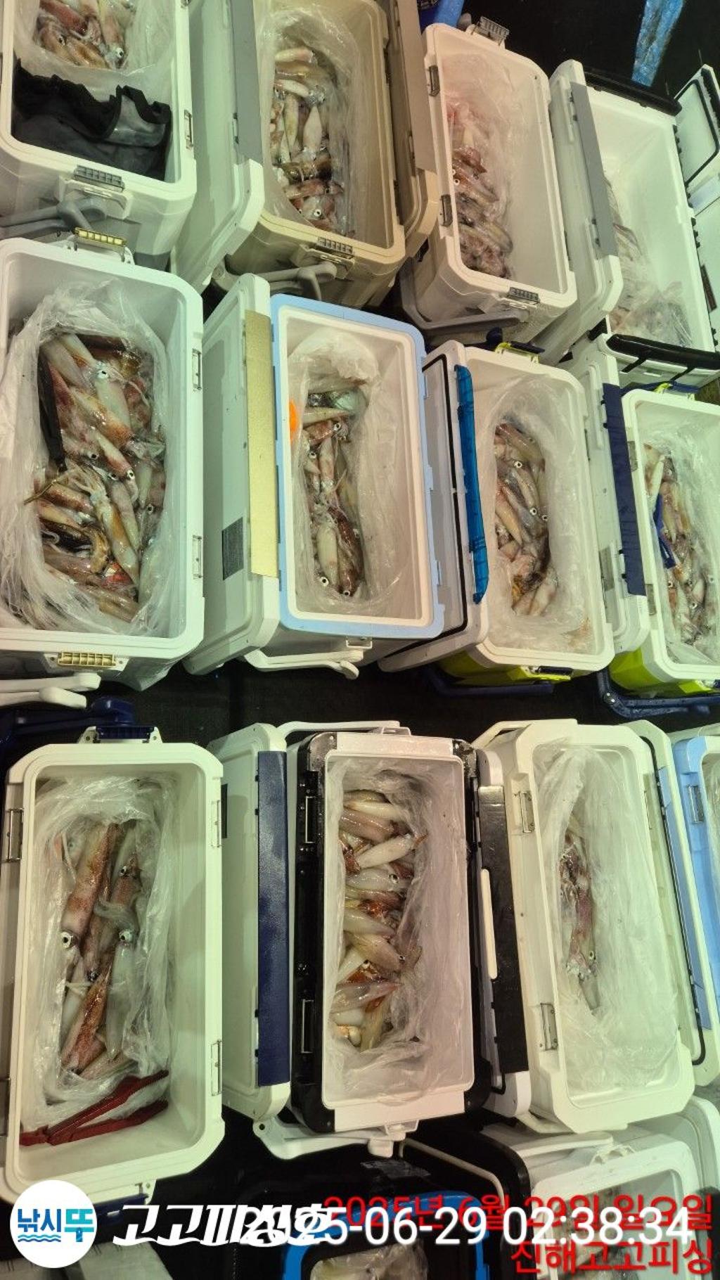 낚시뚜,한치,속천항(진해),고고피싱호,낚시뚜16