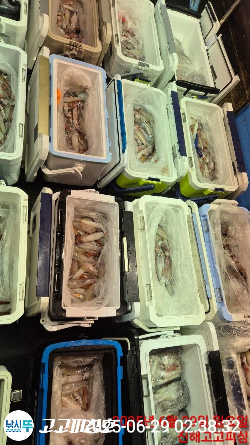 낚시뚜,한치,속천항(진해),고고피싱호,낚시뚜15