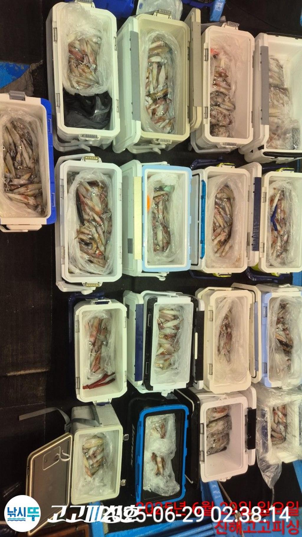 낚시뚜,한치,속천항(진해),고고피싱호,낚시뚜12