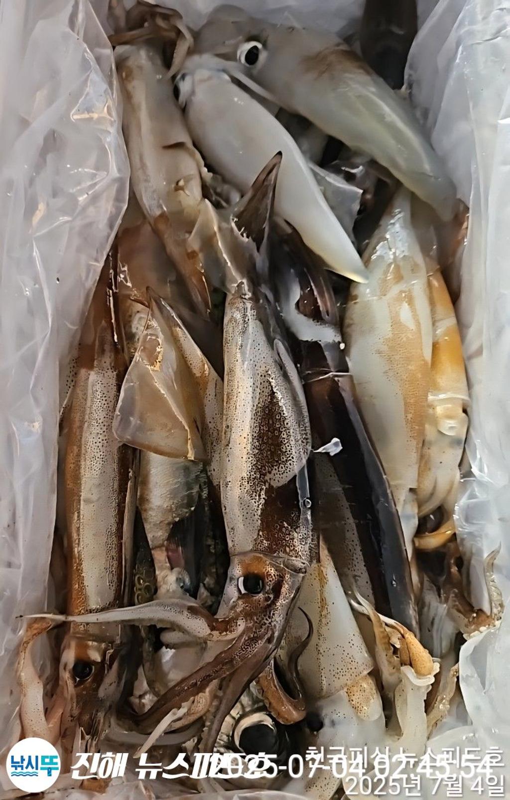 낚시뚜,한치,진해행암항,진해 뉴스피드호,낚시뚜15