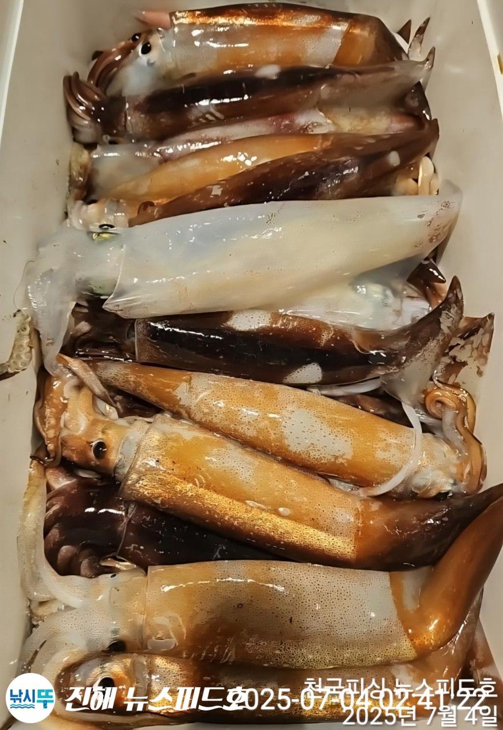 낚시뚜,한치,진해행암항,진해 뉴스피드호,낚시뚜13