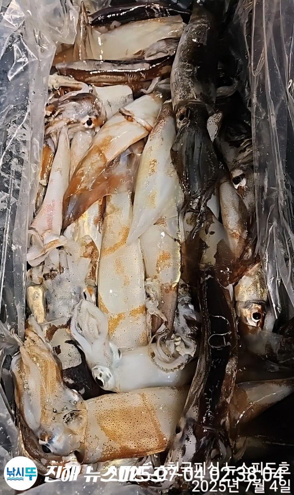 낚시뚜,한치,진해행암항,진해 뉴스피드호,낚시뚜12