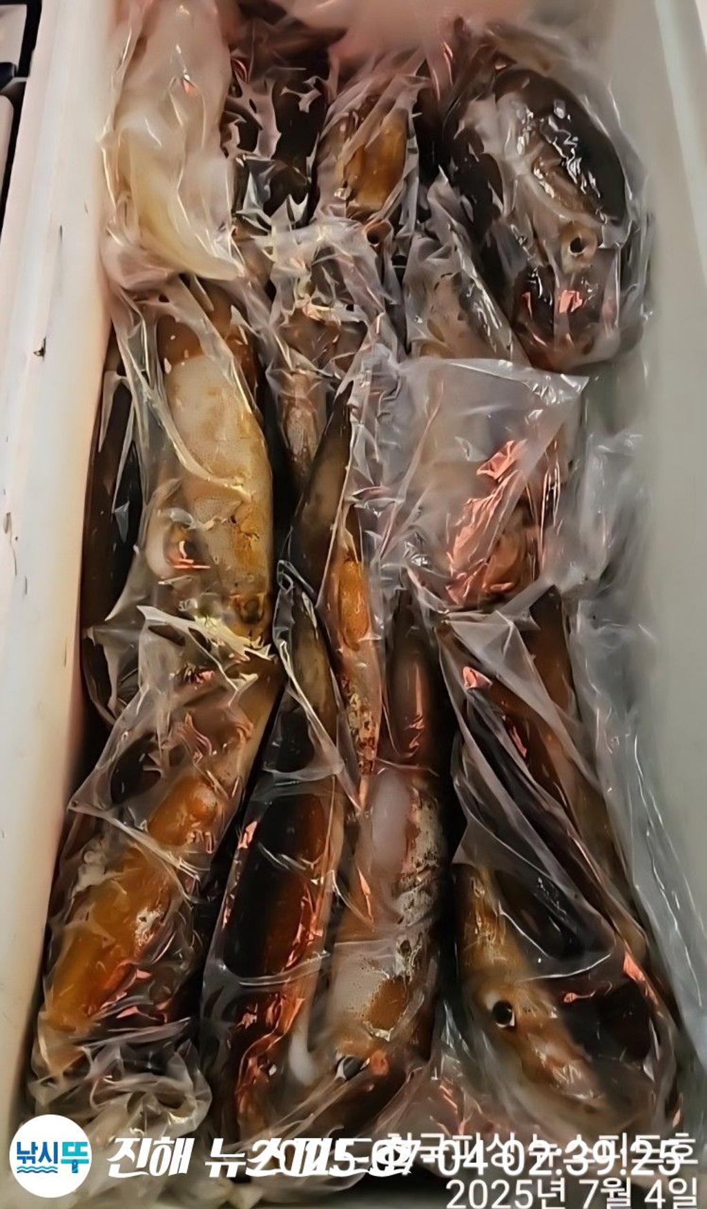 낚시뚜,한치,진해행암항,진해 뉴스피드호,낚시뚜11