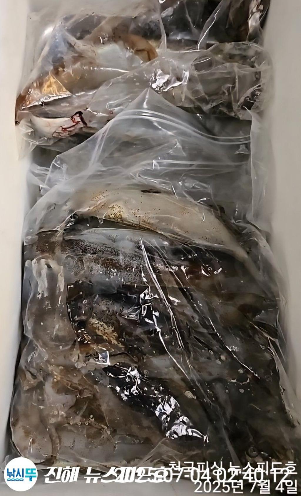 낚시뚜,한치,진해행암항,진해 뉴스피드호,낚시뚜10