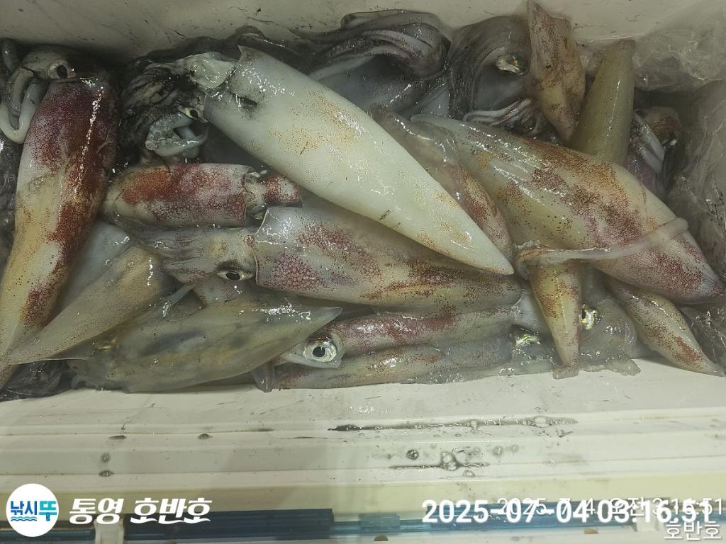 낚시뚜,한치,통영 신전항,통영호반호,낚시뚜31