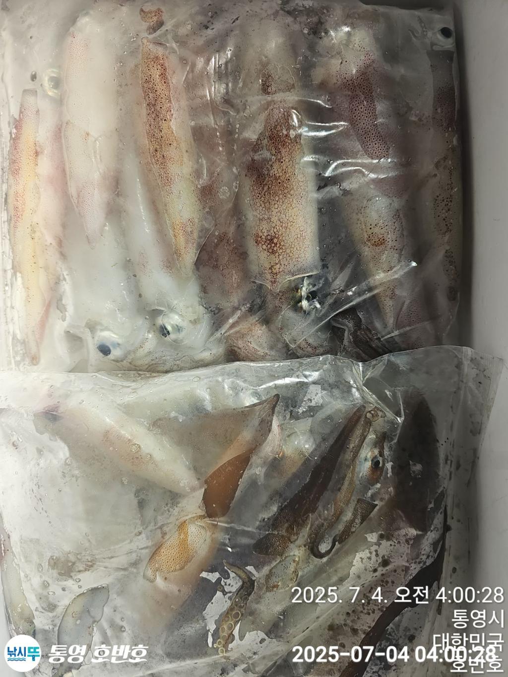 낚시뚜,한치,통영 신전항,통영호반호,낚시뚜30