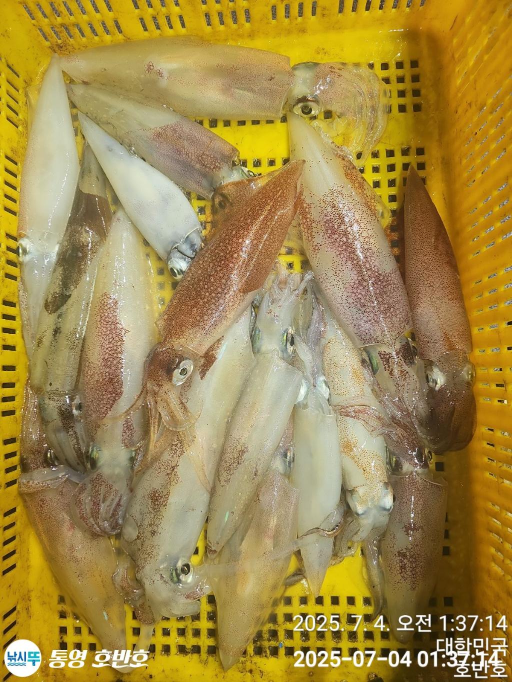낚시뚜,한치,통영 신전항,통영호반호,낚시뚜29