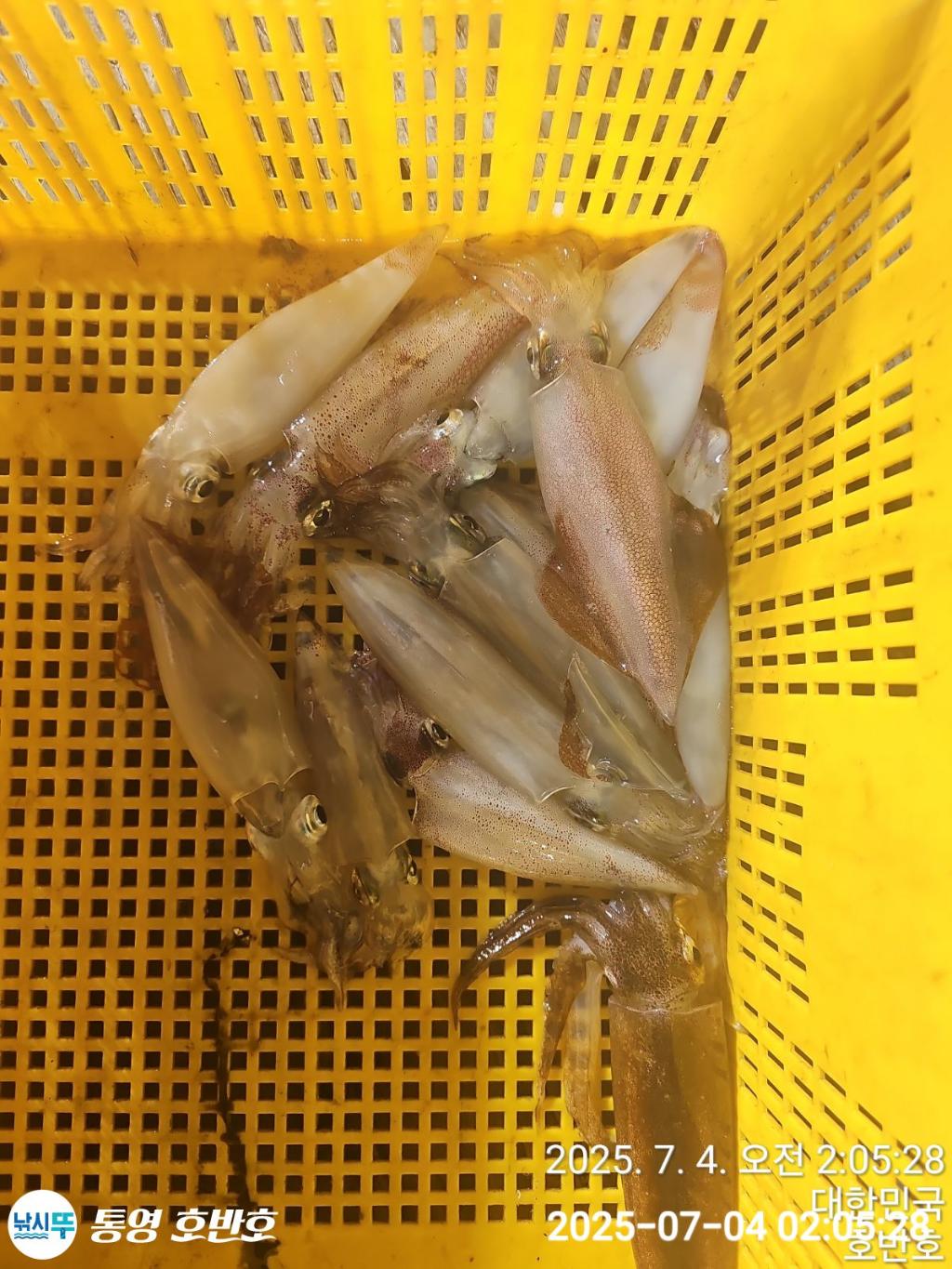 낚시뚜,한치,통영 신전항,통영호반호,낚시뚜28