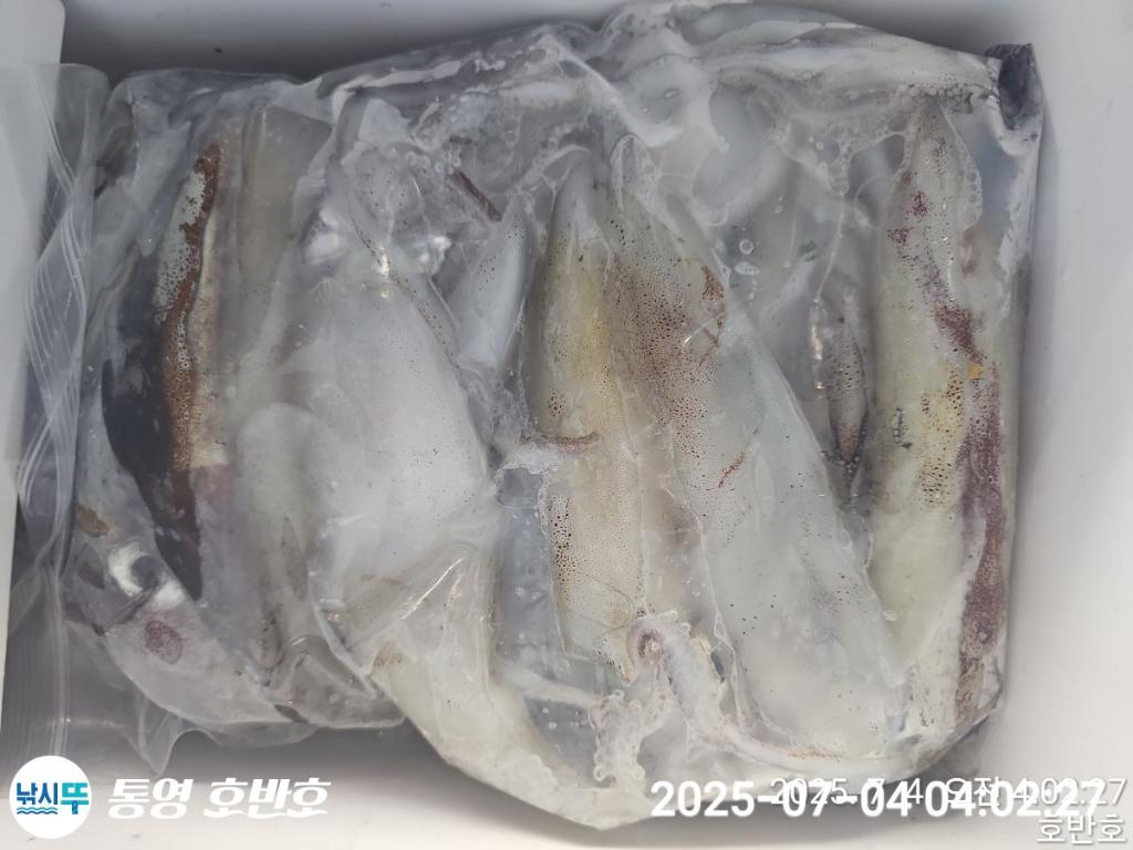 낚시뚜,한치,통영 신전항,통영호반호,낚시뚜27
