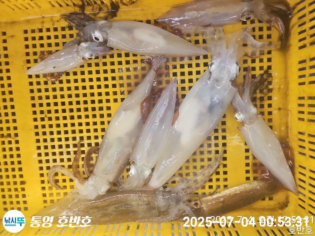 낚시뚜,한치,통영 신전항,통영호반호,낚시뚜22