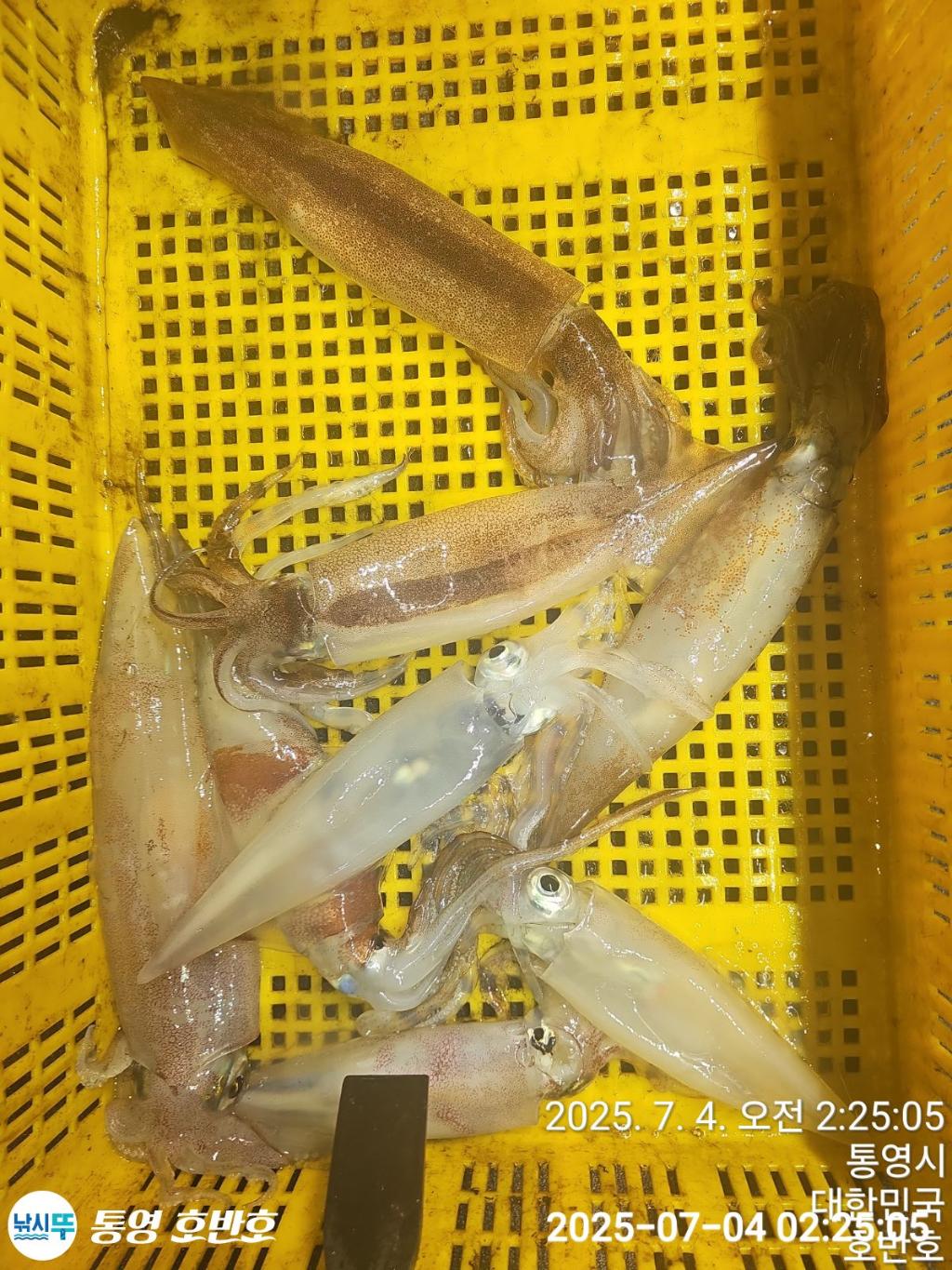 낚시뚜,한치,통영 신전항,통영호반호,낚시뚜21