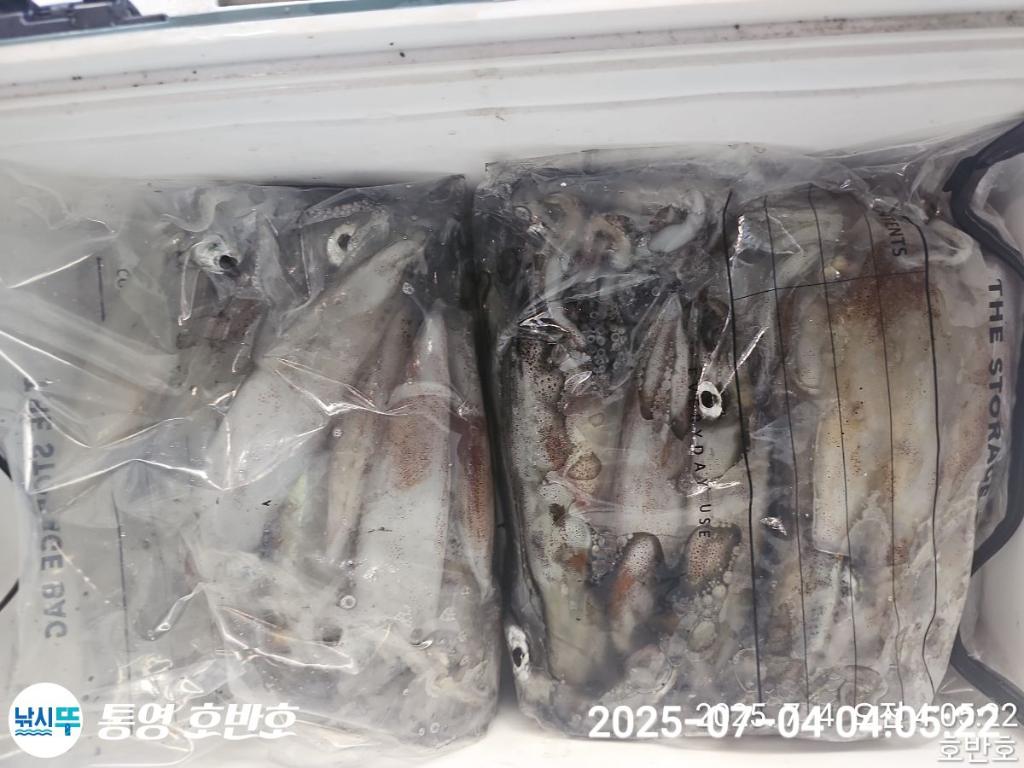낚시뚜,한치,통영 신전항,통영호반호,낚시뚜20