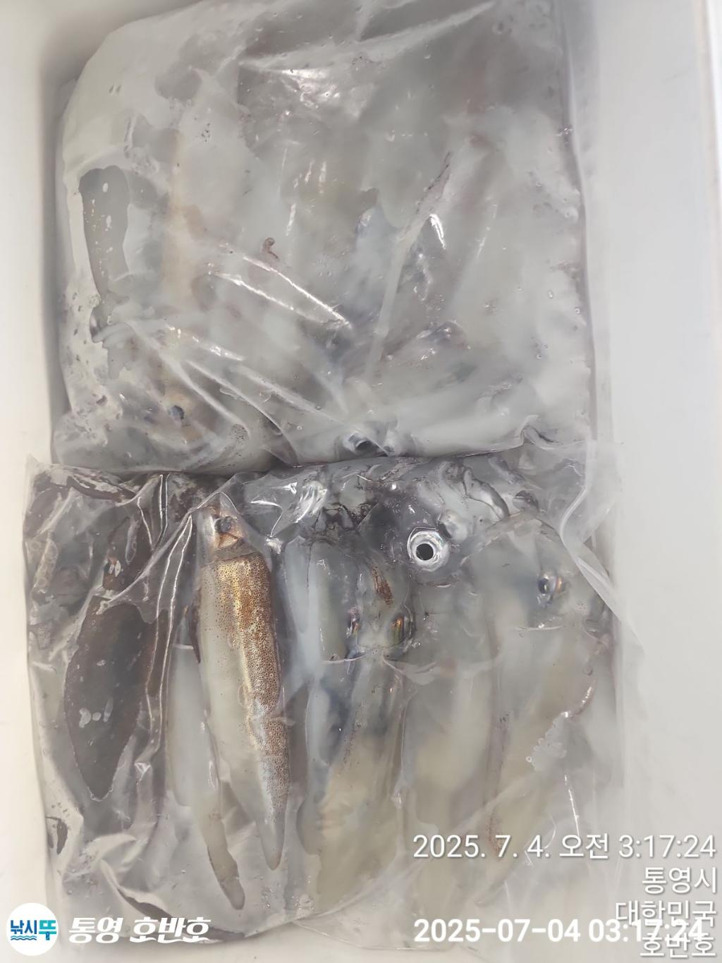낚시뚜,한치,통영 신전항,통영호반호,낚시뚜17