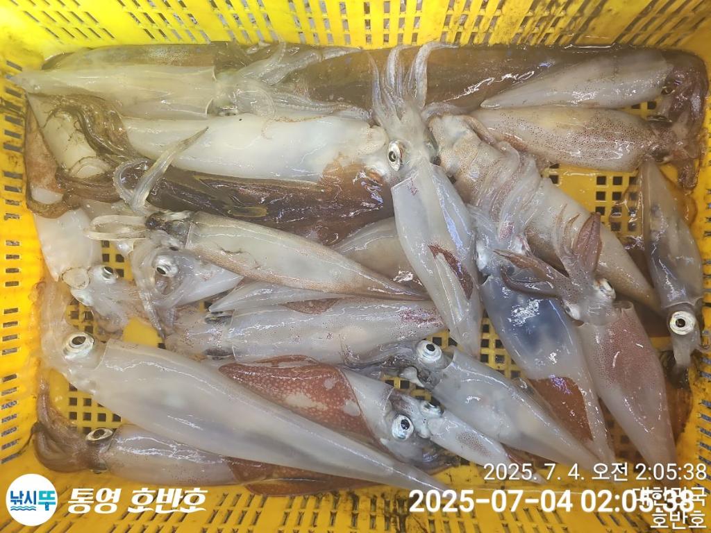 낚시뚜,한치,통영 신전항,통영호반호,낚시뚜5