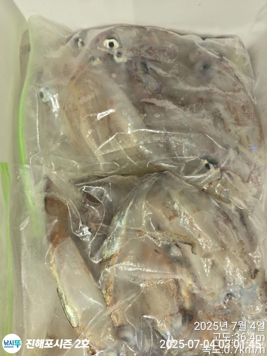 낚시뚜,오징어,한치,진해행암항,진해포시즌 2호,낚시뚜15