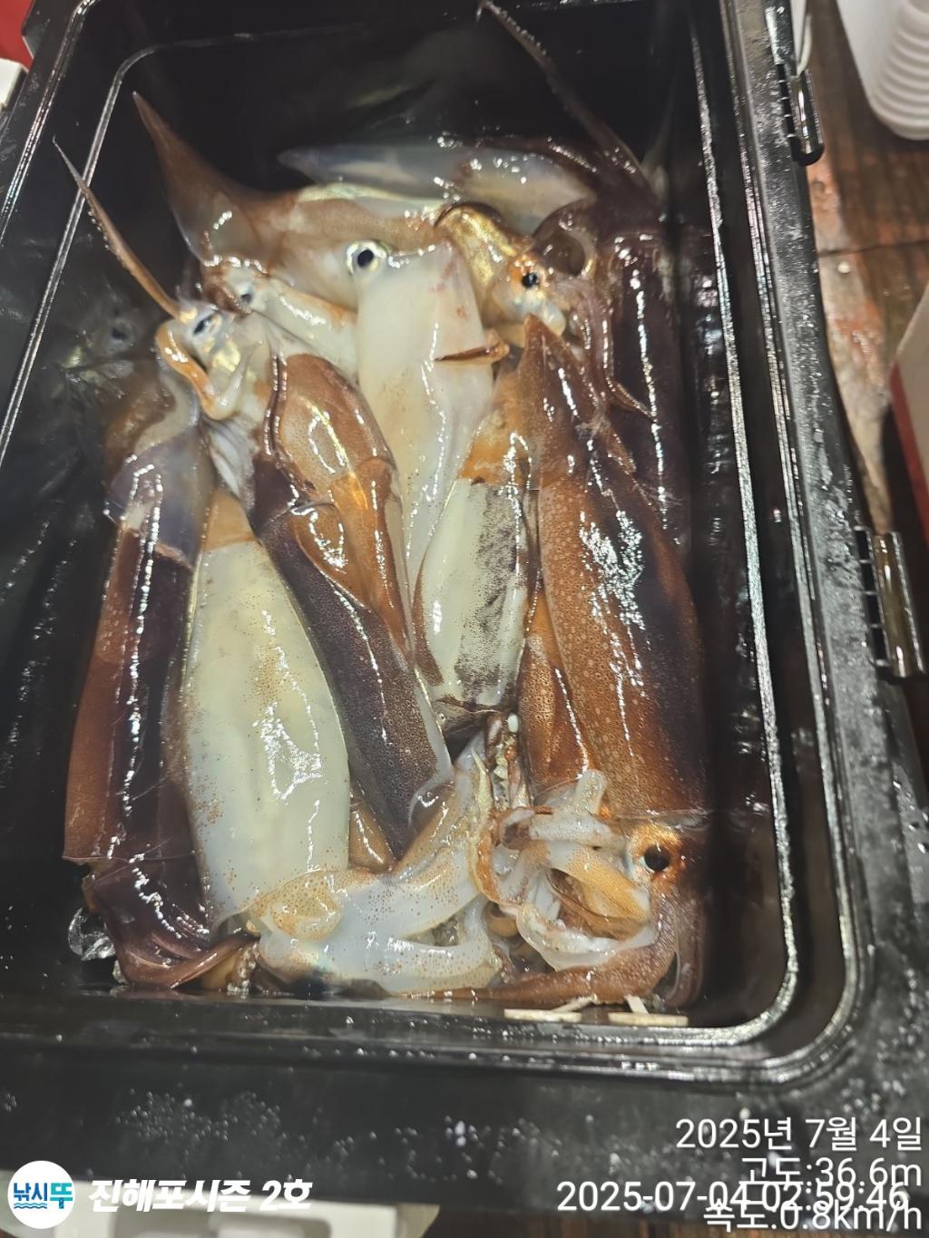 낚시뚜,오징어,한치,진해행암항,진해포시즌 2호,낚시뚜14