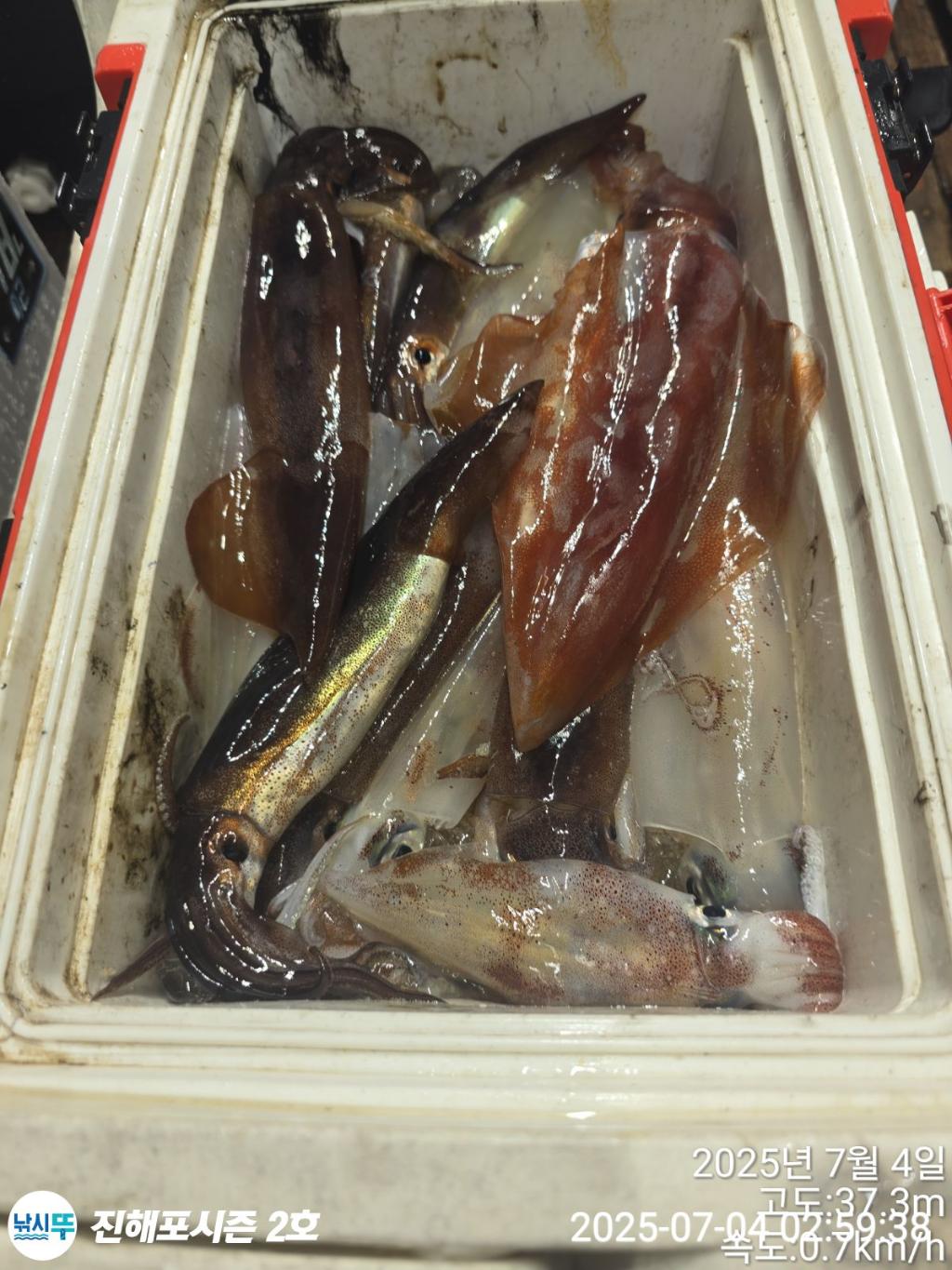 낚시뚜,오징어,한치,진해행암항,진해포시즌 2호,낚시뚜12
