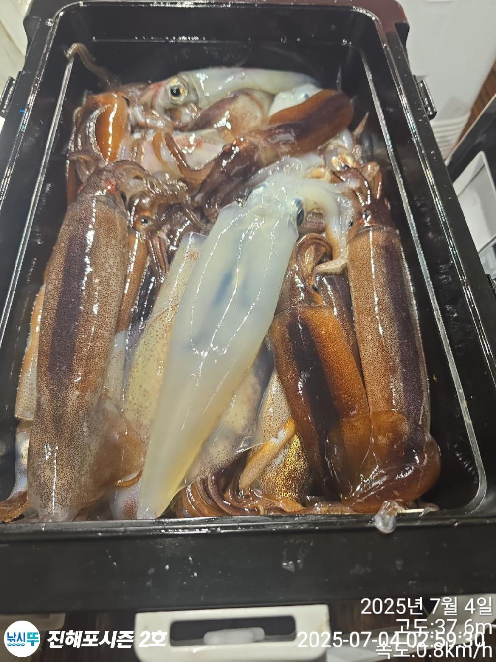 낚시뚜,오징어,한치,진해행암항,진해포시즌 2호,낚시뚜11