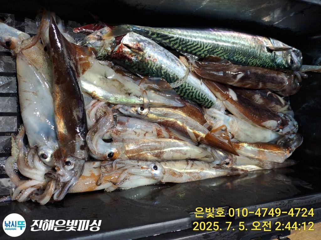 낚시뚜,한치,진해수도항,진해은빛피싱,낚시뚜2