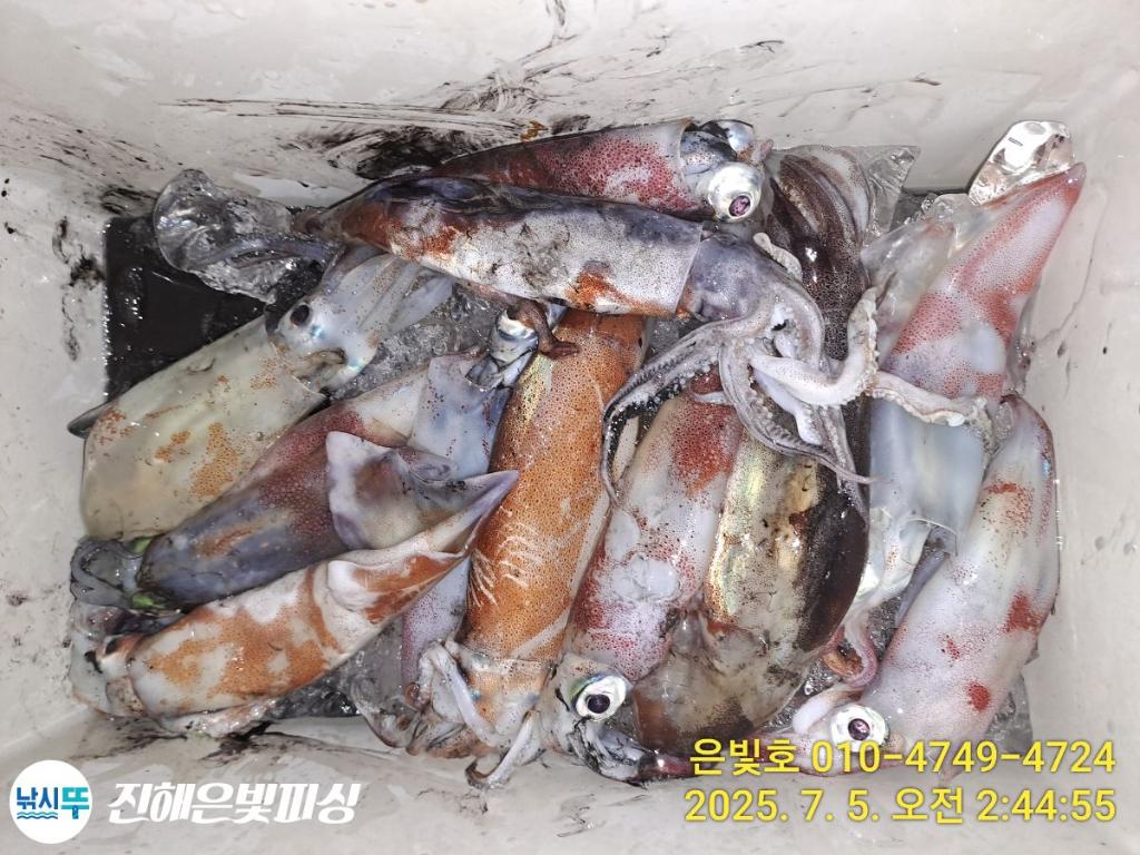 낚시뚜,한치,진해수도항,진해은빛피싱,낚시뚜1