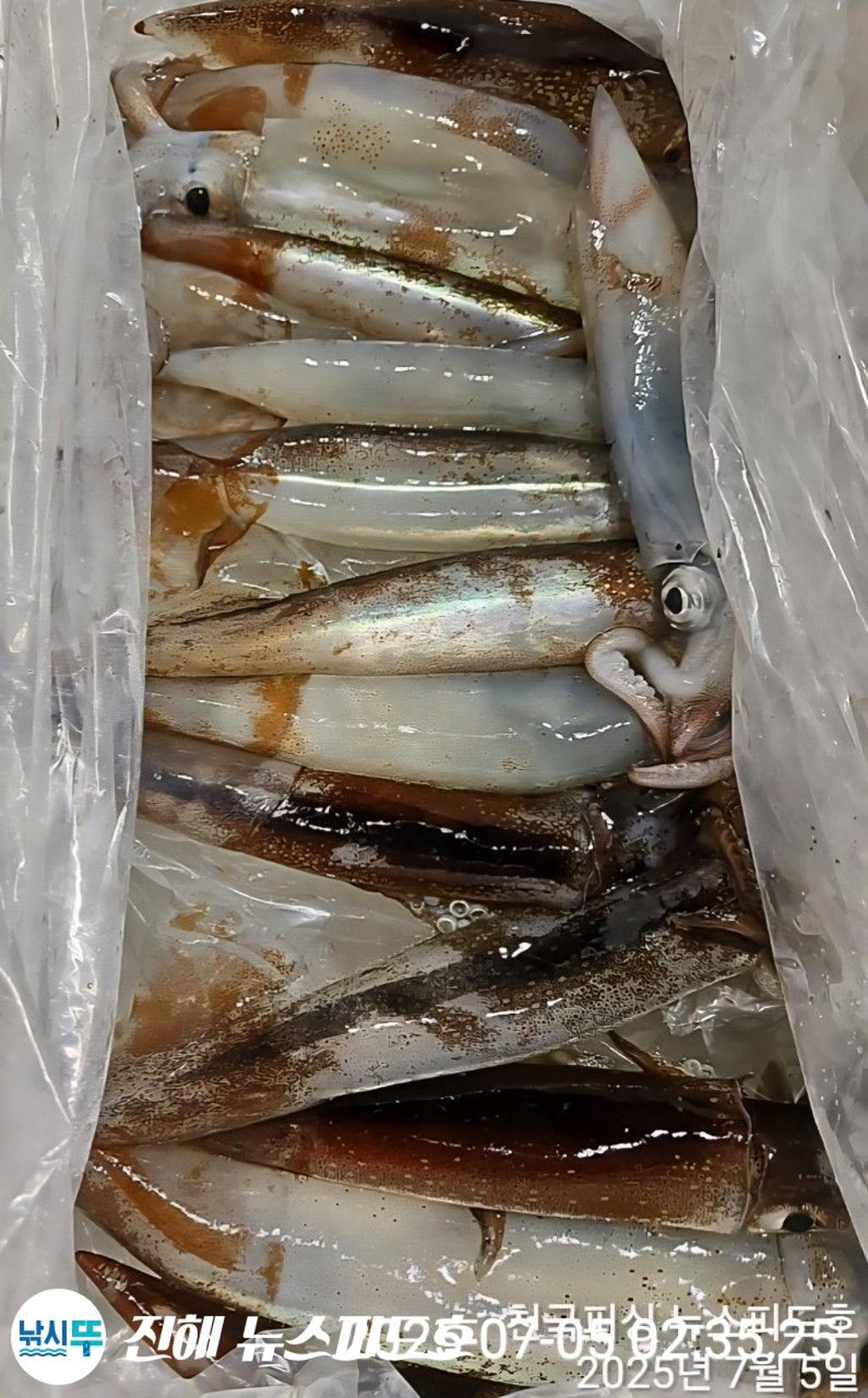낚시뚜,한치,진해행암항,진해 뉴스피드호,낚시뚜13