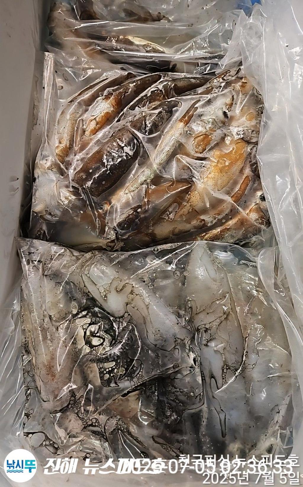 낚시뚜,한치,진해행암항,진해 뉴스피드호,낚시뚜12