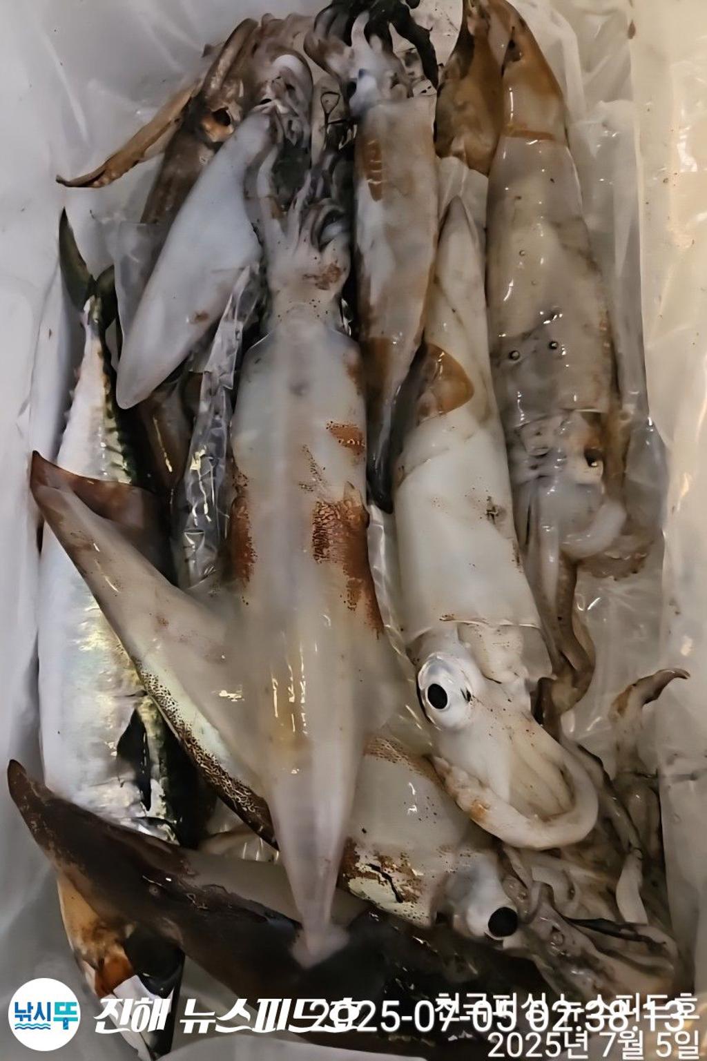 낚시뚜,한치,진해행암항,진해 뉴스피드호,낚시뚜11