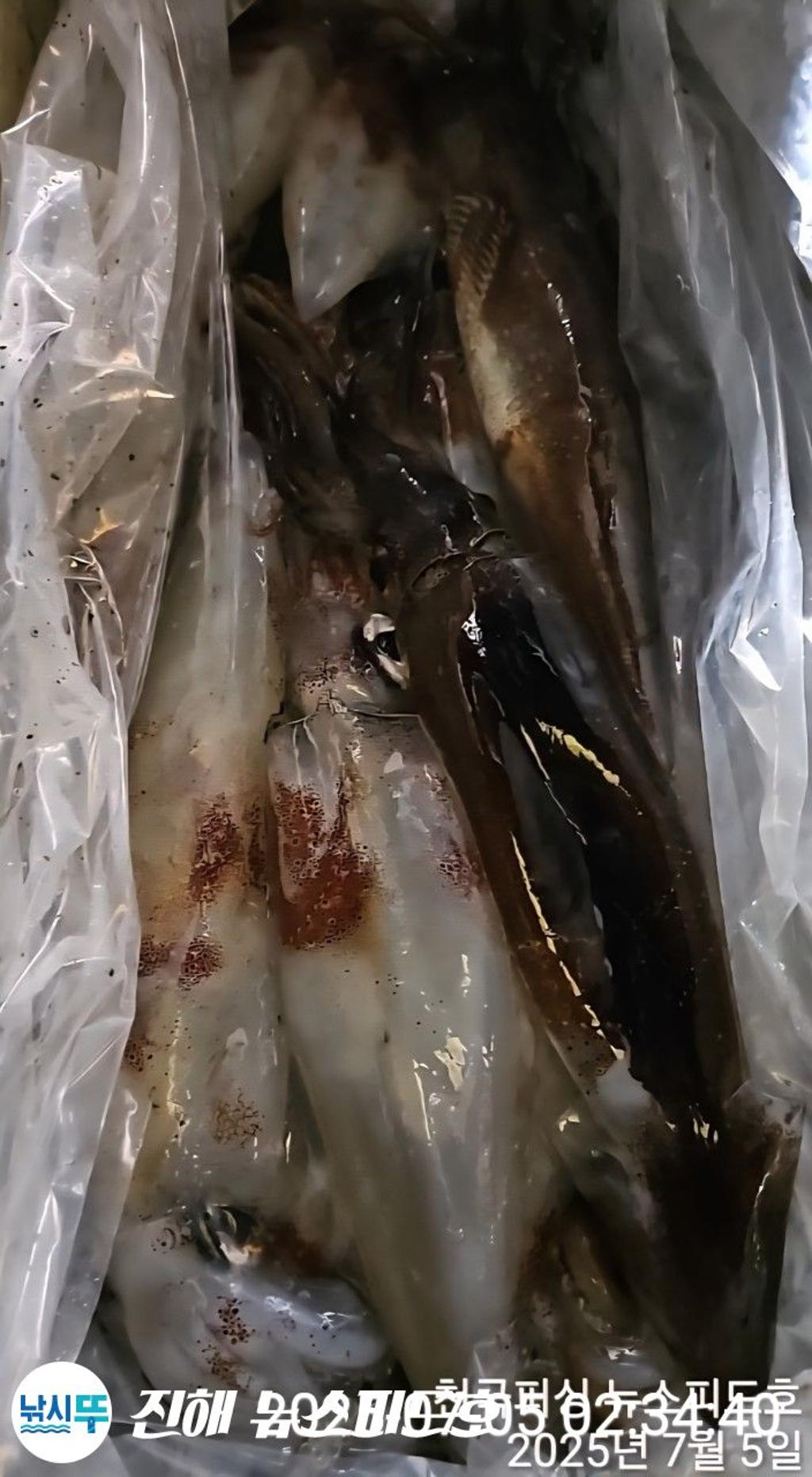 낚시뚜,한치,진해행암항,진해 뉴스피드호,낚시뚜10