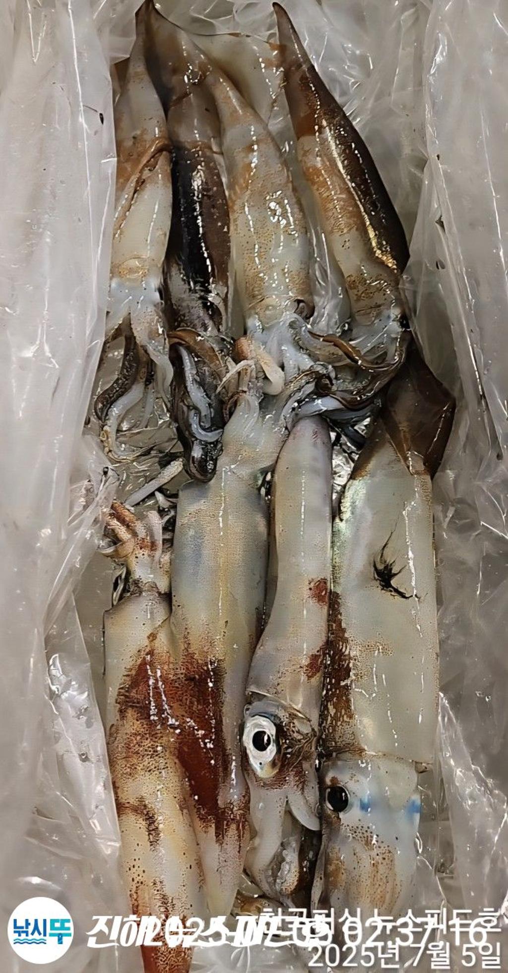 낚시뚜,한치,진해행암항,진해 뉴스피드호,낚시뚜9