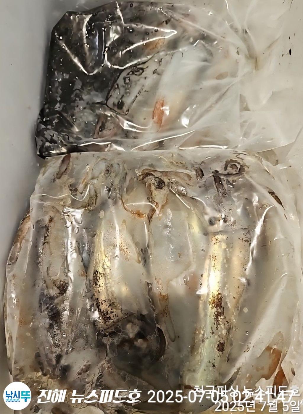 낚시뚜,한치,진해행암항,진해 뉴스피드호,낚시뚜8