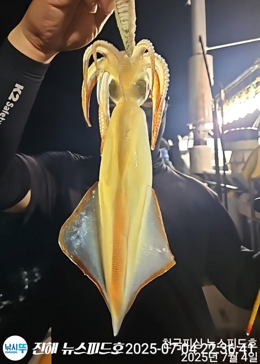 낚시뚜,한치,진해행암항,진해 뉴스피드호,낚시뚜7
