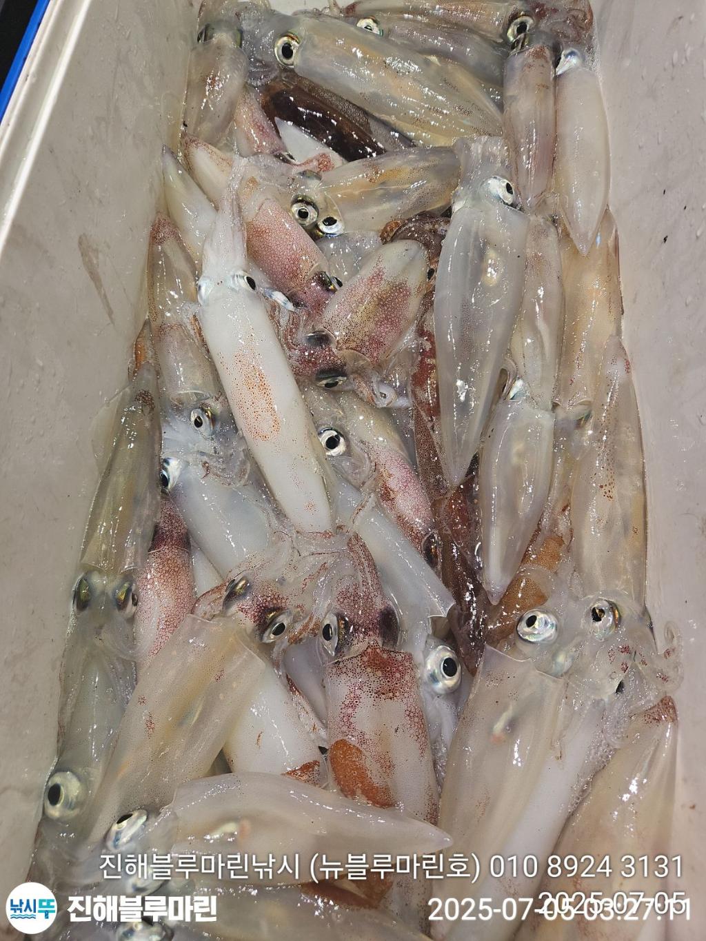 낚시뚜,한치,진해수도항,진해블루마린낚시,낚시뚜23