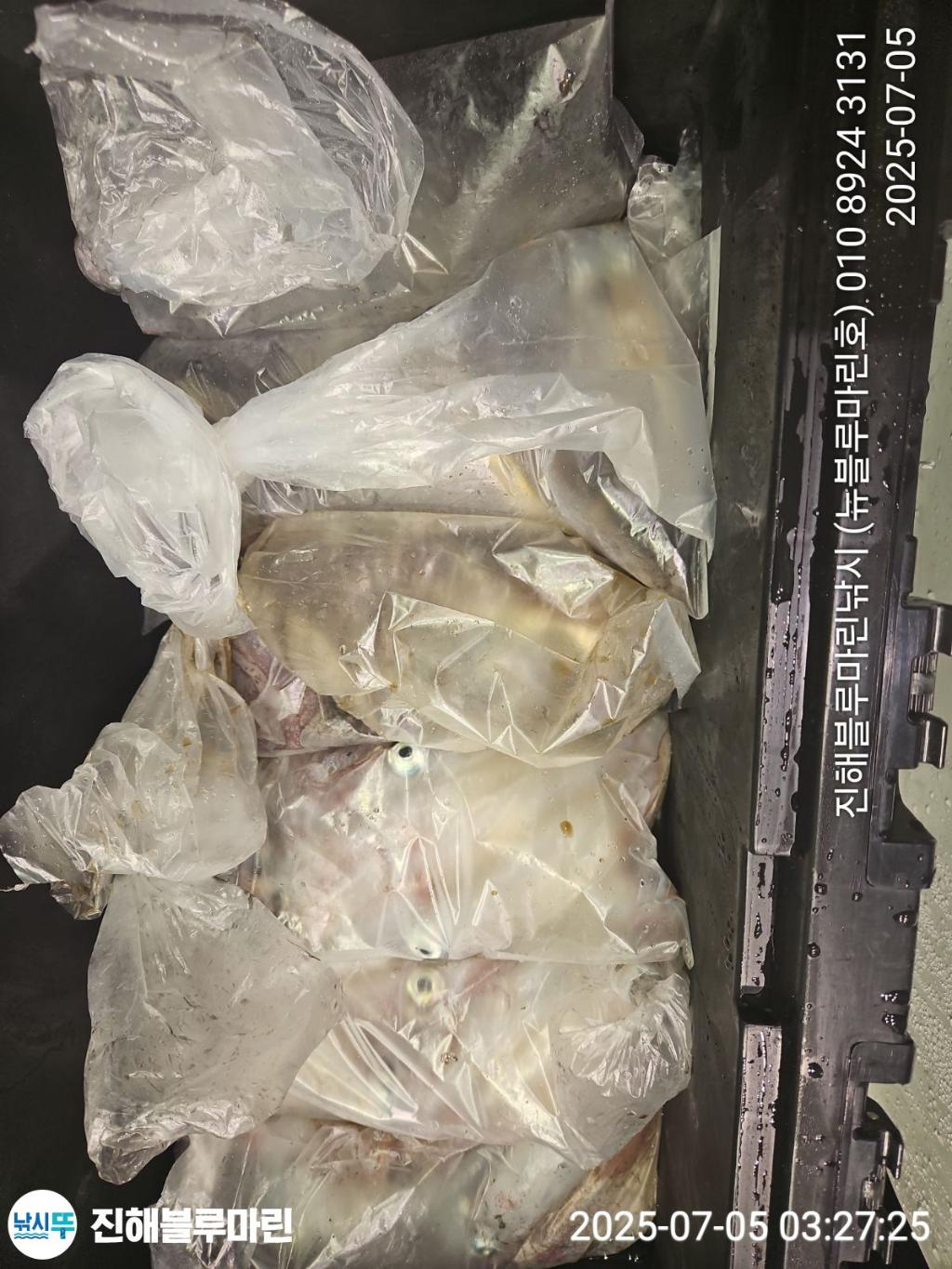 낚시뚜,한치,진해수도항,진해블루마린낚시,낚시뚜21