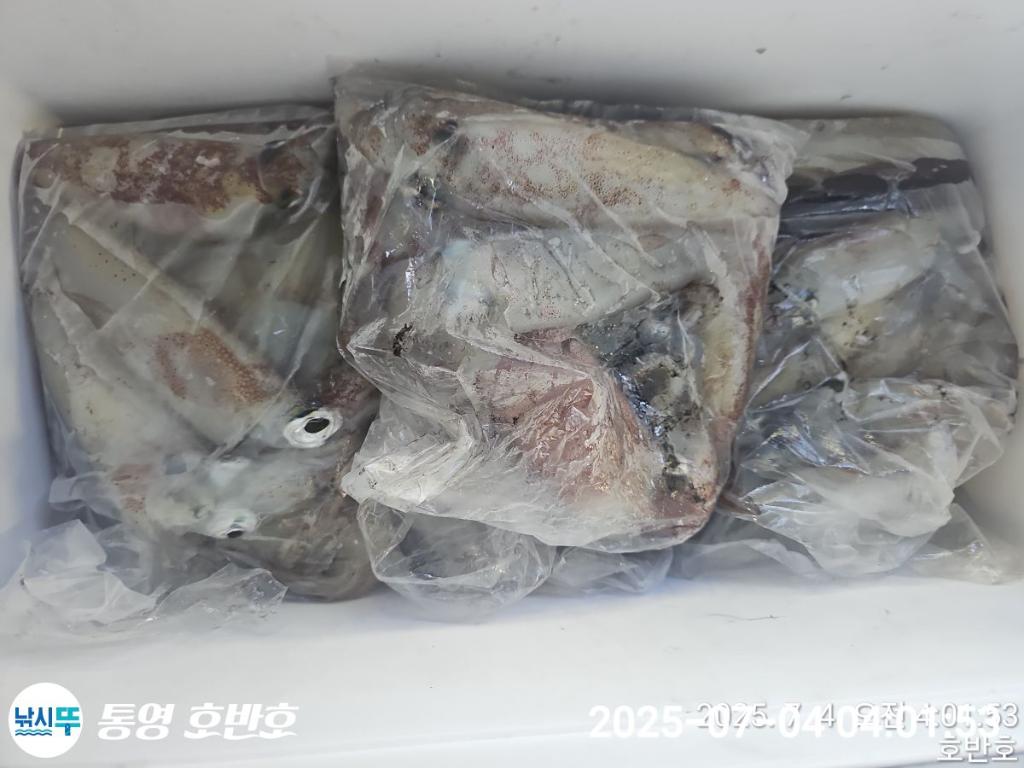낚시뚜,한치,통영 신전항,통영호반호,낚시뚜26
