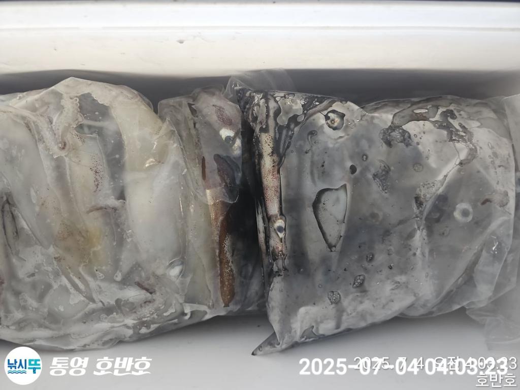 낚시뚜,한치,통영 신전항,통영호반호,낚시뚜24