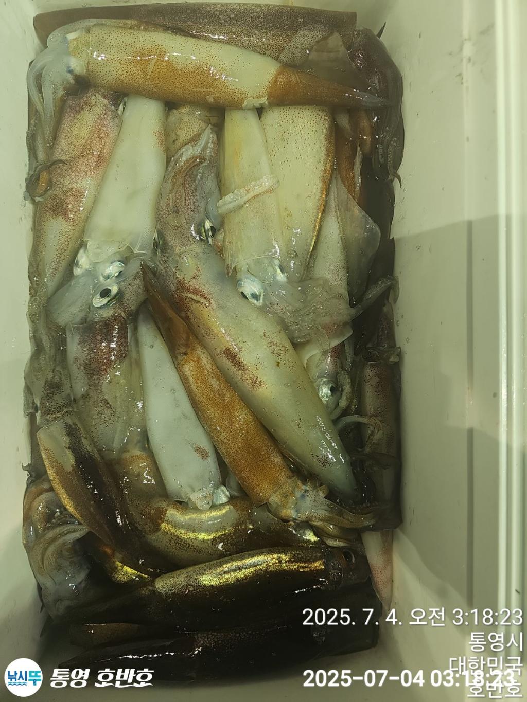 낚시뚜,한치,통영 신전항,통영호반호,낚시뚜23