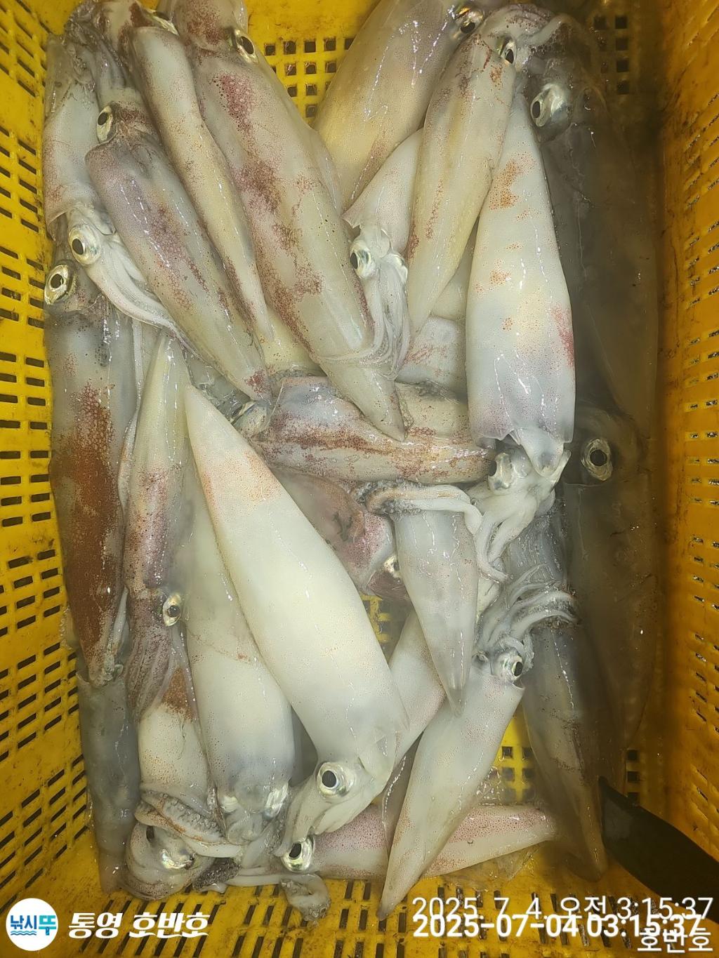낚시뚜,한치,통영 신전항,통영호반호,낚시뚜21