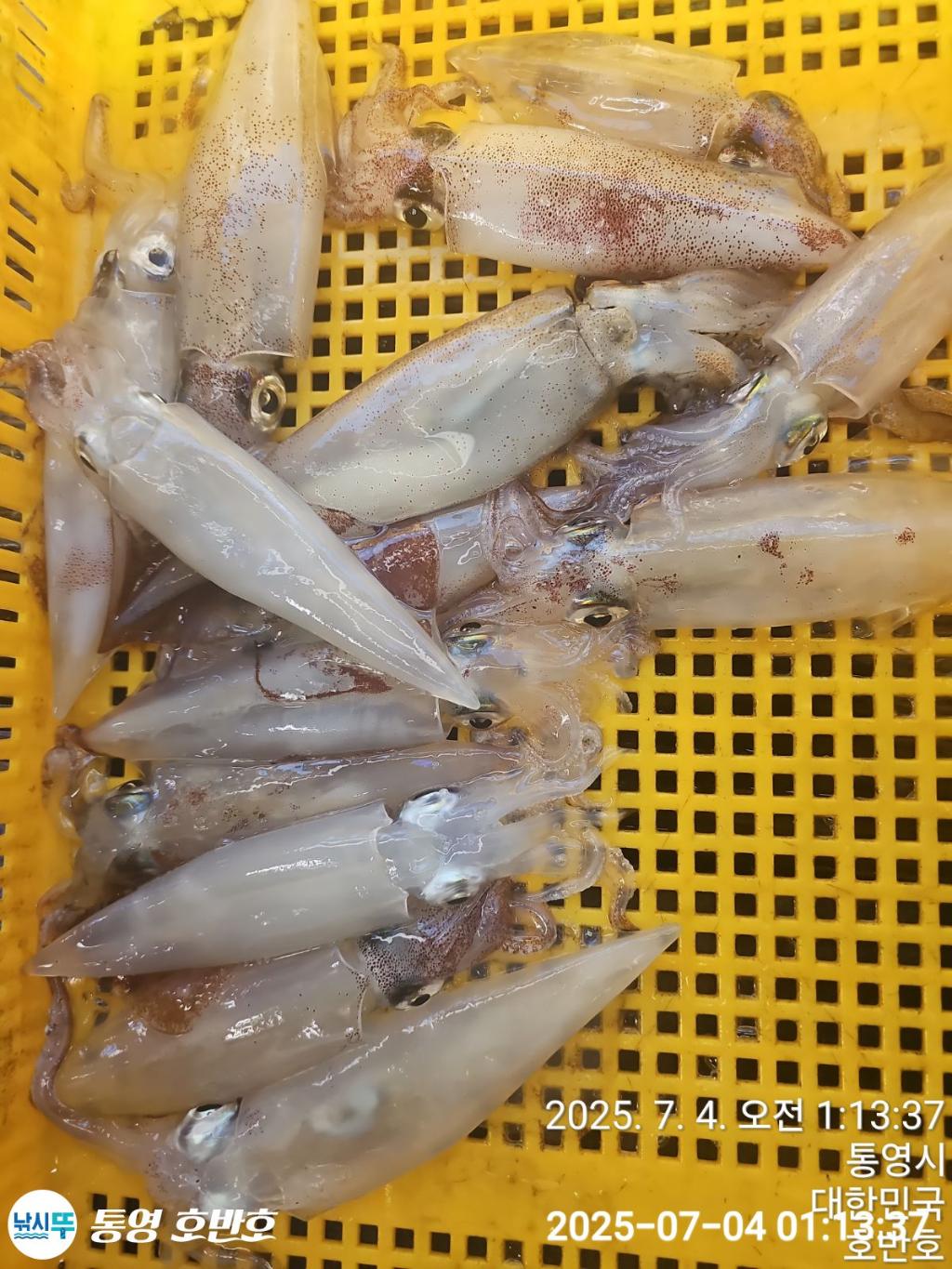 낚시뚜,한치,통영 신전항,통영호반호,낚시뚜20