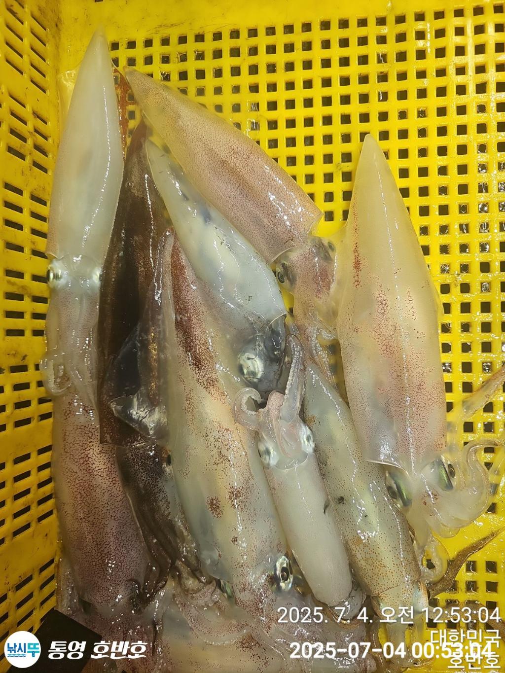 낚시뚜,한치,통영 신전항,통영호반호,낚시뚜19
