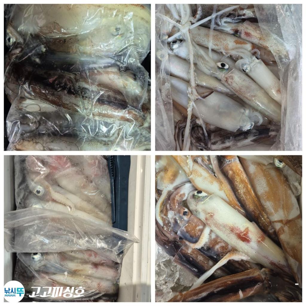 낚시뚜,한치,속천항(진해),고고피싱호,낚시뚜28