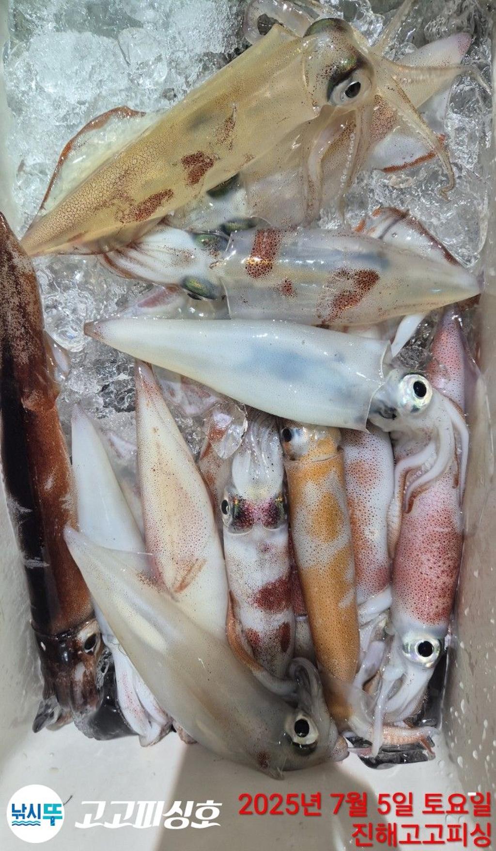 낚시뚜,한치,속천항(진해),고고피싱호,낚시뚜27